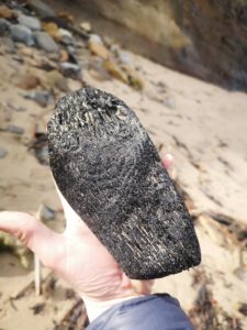 Burnt wet wood A Whitby Jet collector holds a piece of burnt black wood found whilst looking for WhitbyJet at Runswick Bay