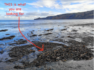 tide wash line at Runswick Bay Where to look for Whitby Jet