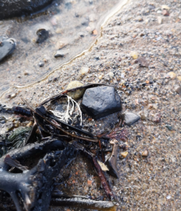 A piece of sea coal on the beach Sea coal washes up on the beaches in the areas where you can find Whitby Jet
