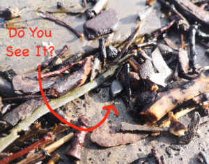 Where can you find Whitby Jet? Whitby Jet washed up on the tide line